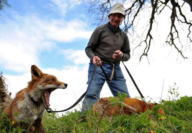老人救了兩只狐狸後決定野放，沒想到下一刻就發生了想不到的驚喜