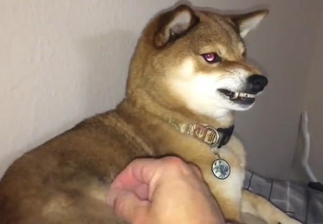 主人逗狗拔毛玩,狗狗露出凶狠表情,还用眼神警告主人不要在弄