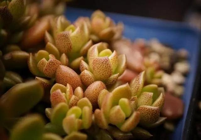 谁还买多肉?这几种多肉在农村泛滥都用来喂鸡