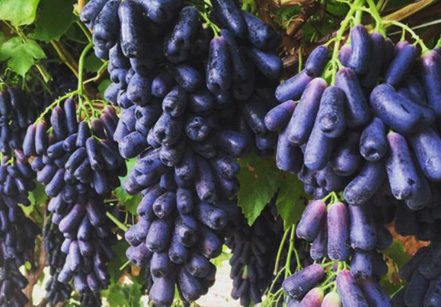 这种葡萄品种名叫"紫色女巫手指"但是外表却美得捕获
