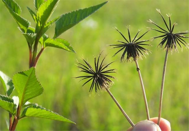 这种植物叫做鬼针草，是人们常用的中草药，入药还可 <s style=