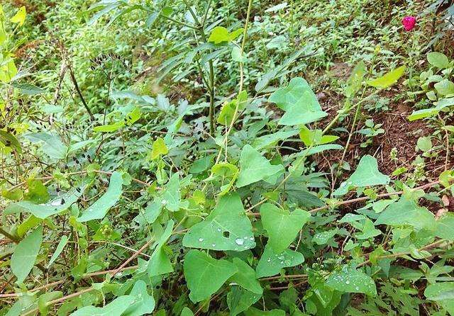 这种带刺的"蛇倒退", 小时候常食其叶, 解蛇毒效果好