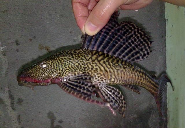 巴西清道夫入侵中国在广东水库泛滥, 吃货试吃但难以下口!