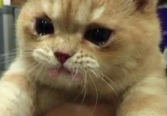 猫咪生病吃药,才吃一口就哭了,好委屈!