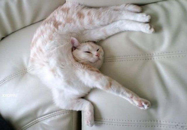 猫猫睡觉姿势都这么清奇吗?其实它们都练了软体大法吧?