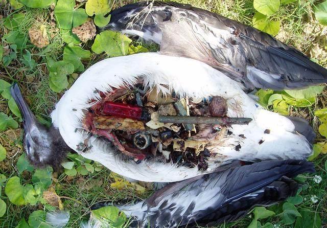 全球最大的垃圾场:号称世界第八大陆，现已威胁我国海域