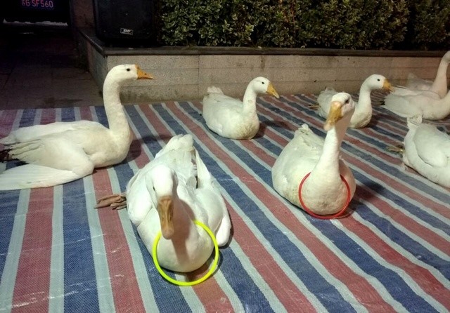 套圈圈新玩法--套大鹅,究竟是游戏还是诈骗?