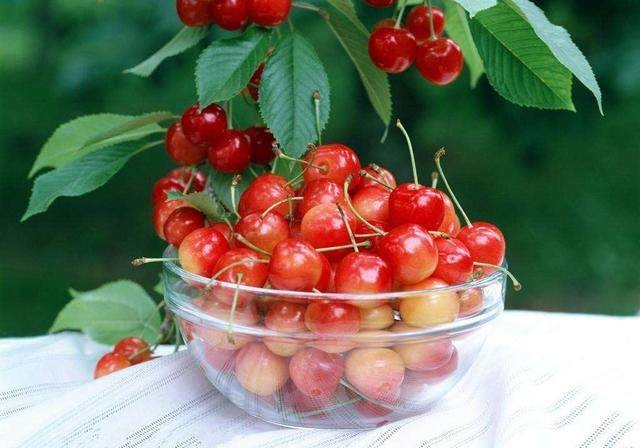 5月各地樱桃上市,哪里的最好吃?