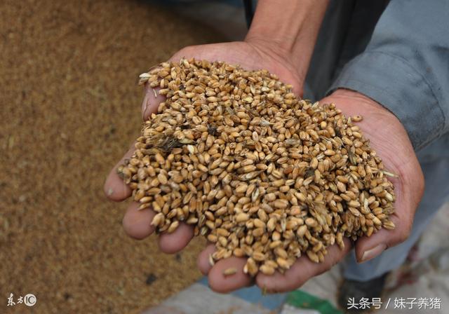 猪场霉菌毒素普遍存在,猪流感特效预防与治疗