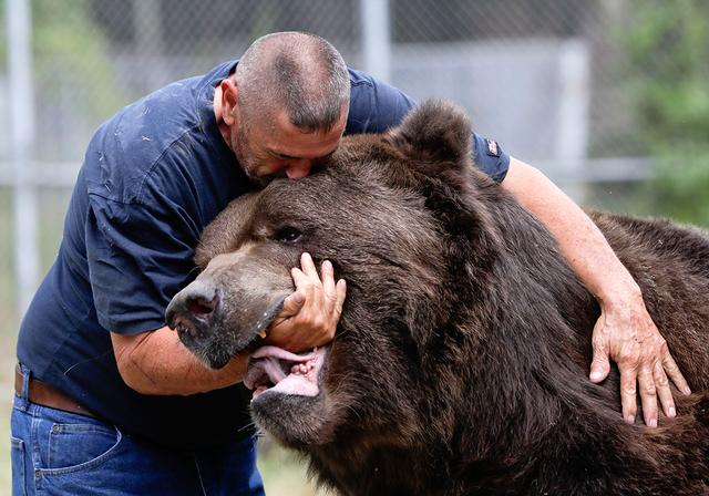 男子与1500磅大棕熊勾肩搭背 看起来还是很吓人
