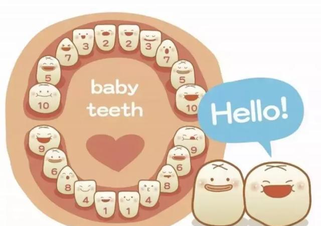 宝宝一共有20颗牙齿,从出生到6,7个月开始长牙,大概在两岁半左右长齐