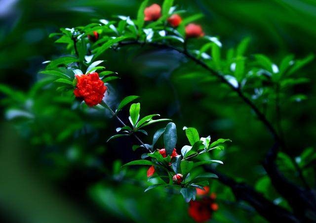 “石榴裙下死”，所以家里不能种石榴？那只能说你没文化！