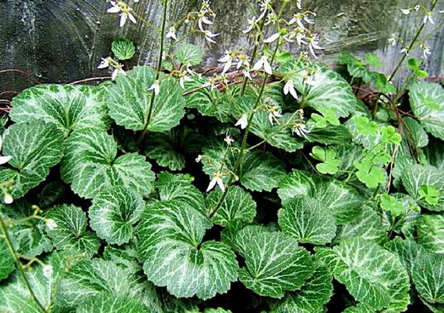 这种奇特的"老虎草",对咳嗽丹毒皮肤痒效果明显,你认识吗?