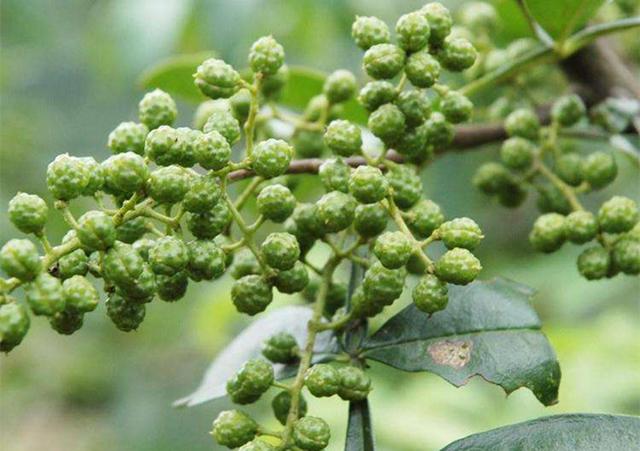 花椒树栽培技术|青花椒实用栽培技术之主要病害防治