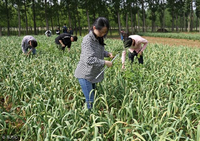 春播大蒜的种植技术和田间管理方法