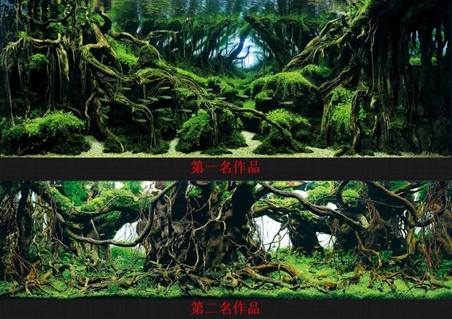 家居水景丨草缸造景杜鹃根不沉水、黄水该怎么办?