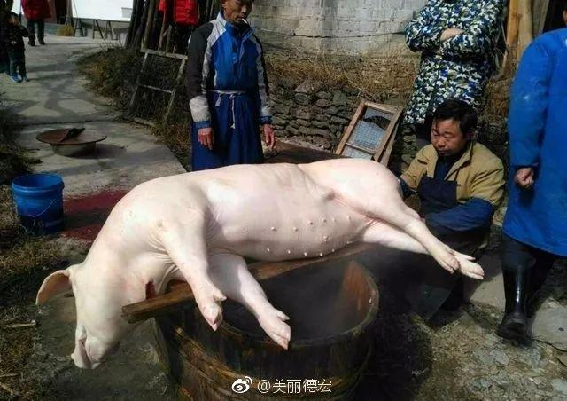 云南德宏人的杀猪饭又称为"杀年猪 离过年更近了