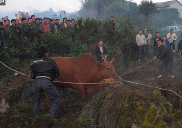 现场杀牛,这里的农民太粗暴了,不过姑娘你吃那么多真的好吗?