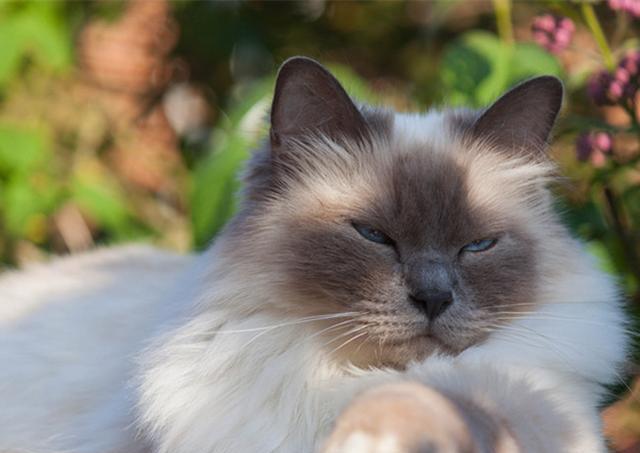 猫星人区别:真假布偶猫,你分得清你的小仙女吗?