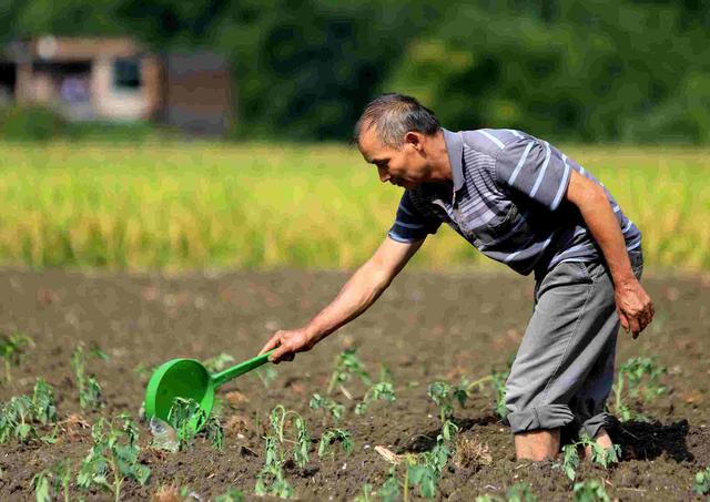 农民种植蔬菜,栽培设施的作用有哪些?
