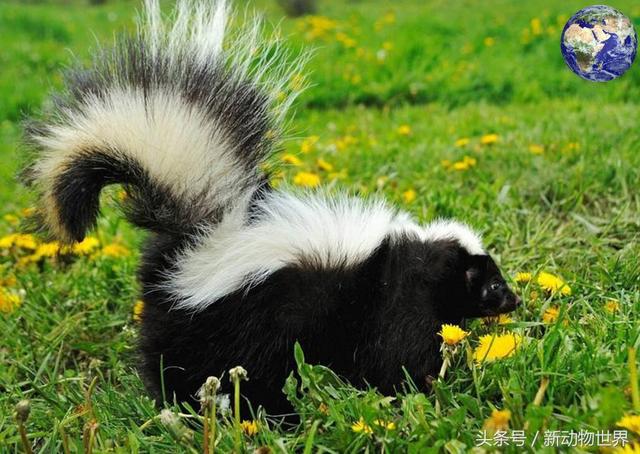 臭鼬有多臭图片