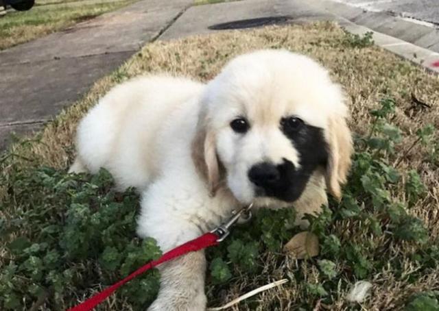 有一种萌,叫金毛小时候,第一张的小眼神就把我打败了!