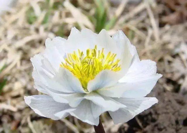 新疆天山上的雪莲花 , 太罕见了