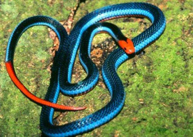世界上最毒的蛇靠吃同类维生,被咬后会被石化,意识清晰不能动弹