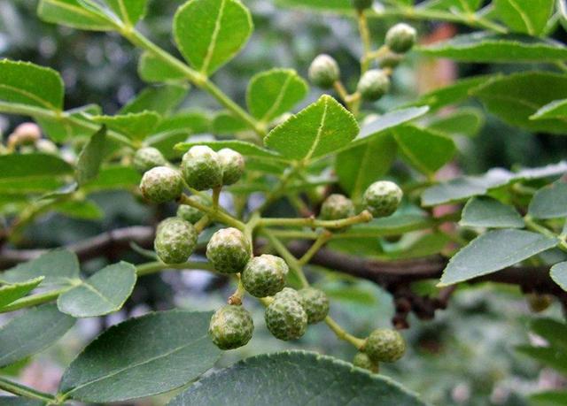 花椒树栽培技术|青花椒实用栽培技术之虫害防