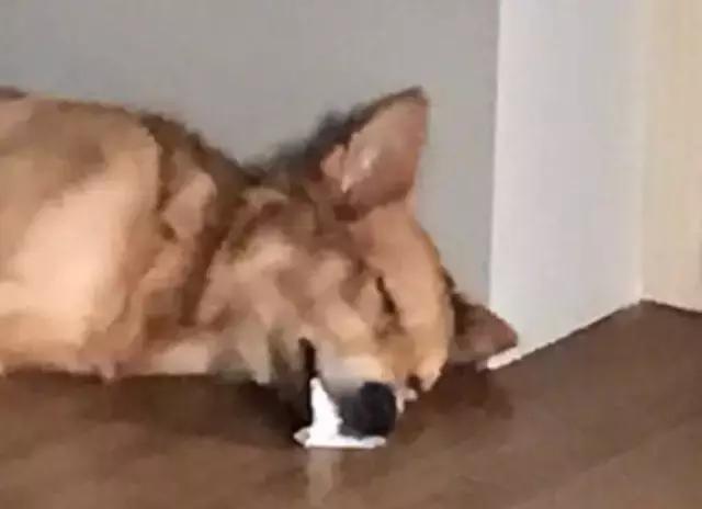 狗狗还有救吗?细小病毒,抽搐,口吐白沫.