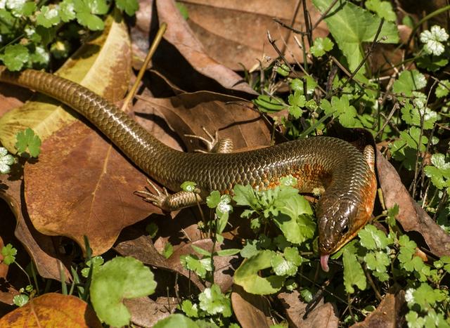 四脚蛇"俗称蜥蜴和石龙子,因为它有"蛇"字,许多人怕被它咬后中毒.