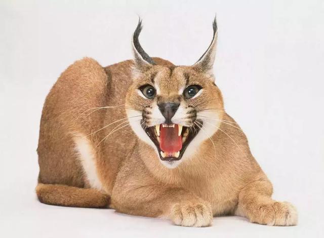 狞猫天生双马尾跟薮猫是近亲,啥?这俩字都不会读?