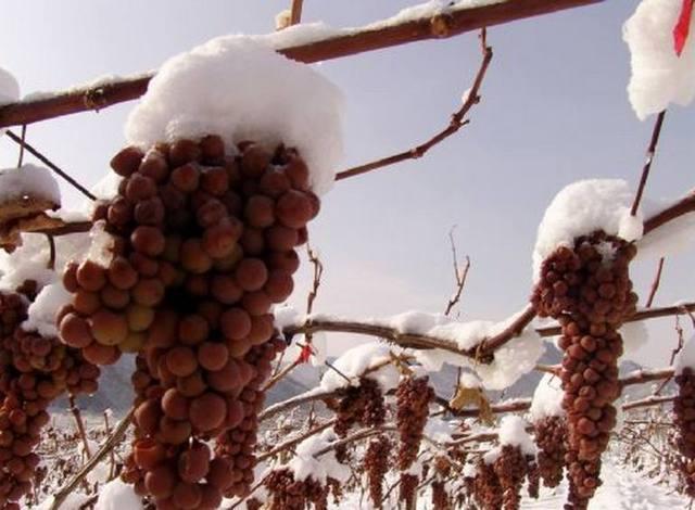 难怪大雪把葡萄都冻萎了果农们也不心疼,对他们来说冬天的雪越大,葡