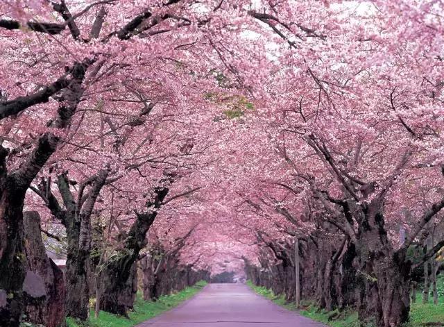 日本·樱花 ▼