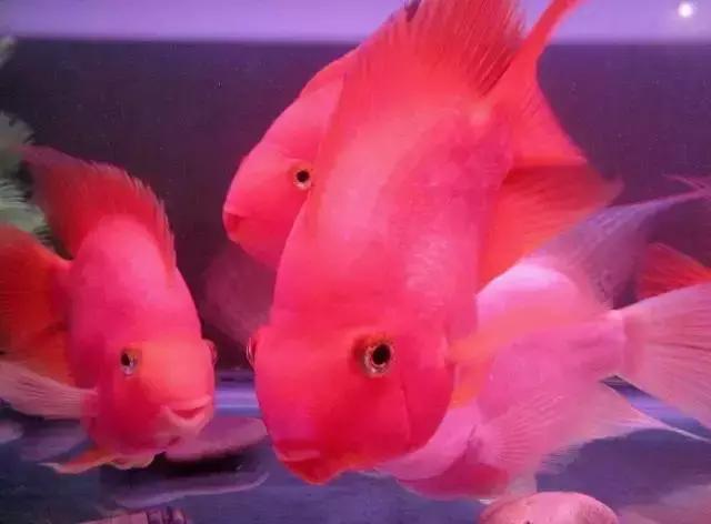 防止鹦鹉鱼打架的办法,需要做好这五点