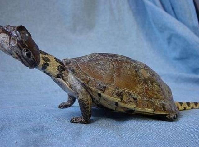 网友出国旅游捡回来一只特别奇特的乌龟,它的脖子和尾巴都很长脖子和