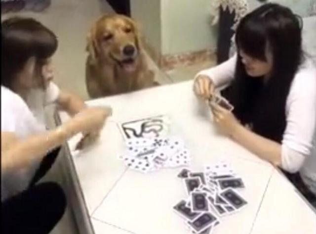 金毛轮胎看到主人打牌输了居然干出这种事,主