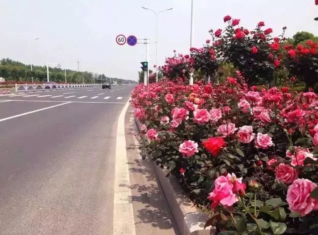 延政西路是常州著名的月季大道,种植了各色月季花.