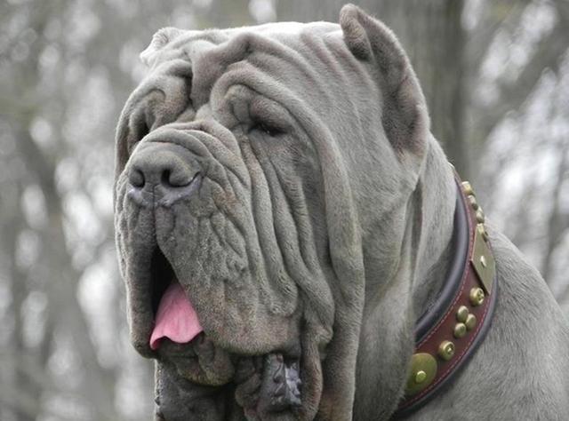 狗中巨无霸“集结号”-世界上著名的二十种大型狗,你认识多少?