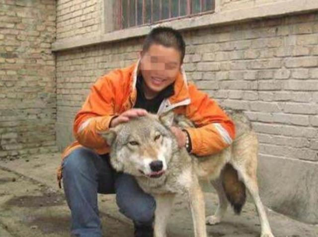 男子捡到一只哈士奇?不清楚这些常识,分分钟可