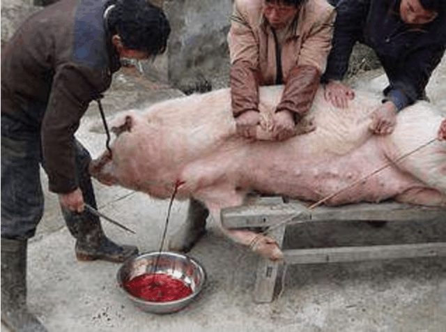 世界各国是如何杀猪的?就属中国的方法最正常,日本的