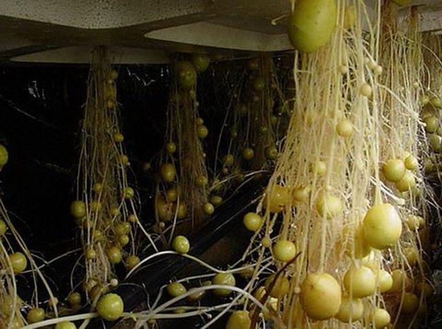 土豆种植不再需要用土,阳台上种的土豆一家人都吃不完