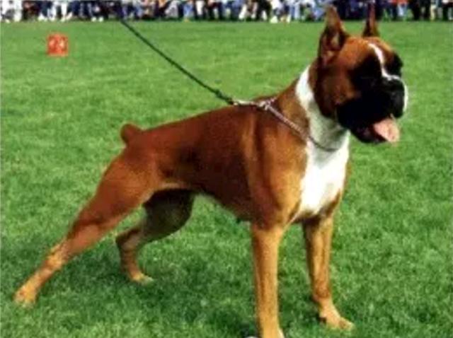在世界各地用于家庭犬及警卫犬，深受人们的喜欢的拳师犬