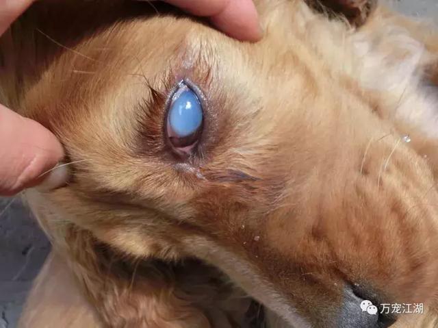 常见的几种眼病介绍及预防
