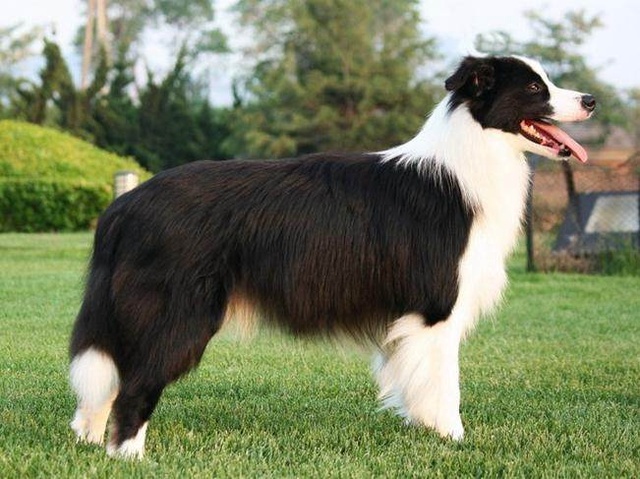 太神奇了,世界上智商排名前十的动物竟然是它