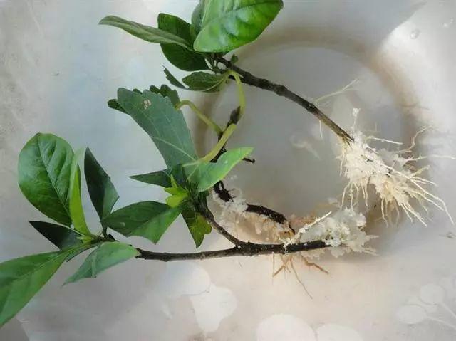 奶粉酸奶大豆油,这些东西越过期,养花越好使!