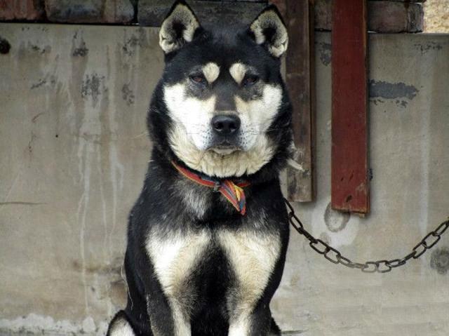 农村的四眼土狗, 传说能辟邪带财, 能看见常人看