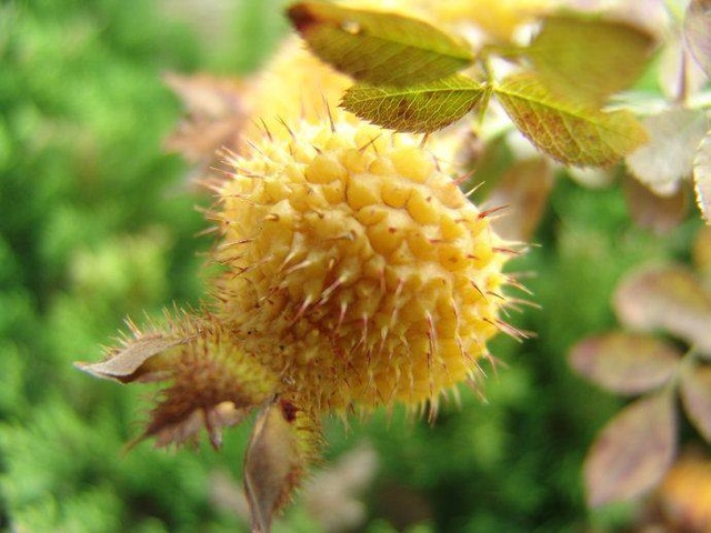 10种不常见的水果,吃过三种以上算你牛!