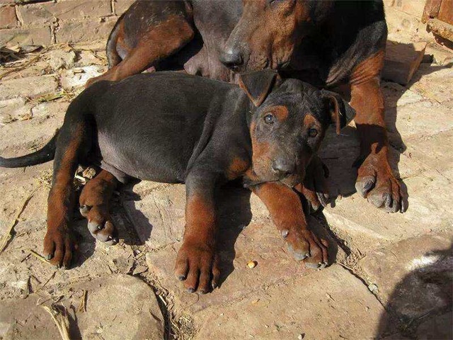 2-3个月的莱州红犬多少钱一只