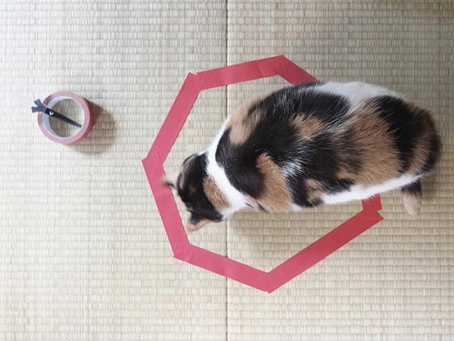 胶带粘猫什么原理_纱布用什么胶带粘(2)
